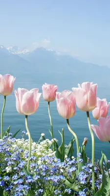 Обои тюльпан, 4k, HD, весенние цветы, горы, tulip, 4k, HD wallpaper, spring  flowers, mountains, Природа #10151