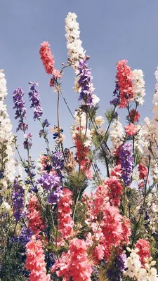 Весенние обои на телефон | Flowers photography, Nature photography, Flower  aesthetic