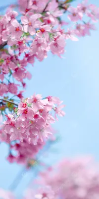 вертикальные весенние фотографии картина вишневый цвет розовый телефон обои  Фон И картинка для бесплатной загрузки - Pngtree
