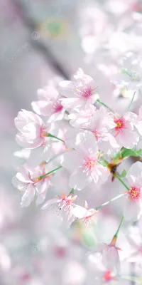 Фотография весенние Сирень цветок 4590x2984
