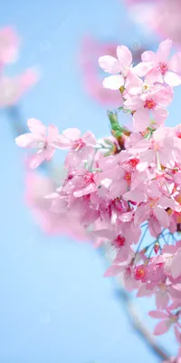 Вертикальная версия розовой вишни весенние обои для телефона Фон И картинка  для бесплатной загрузки - Pngtree