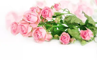 обои розы на рабочий стол красивые большие на весь экран бесплатно: 9 тыс  изображений найдено в Яндекс.Картинках | Rosa blumen, Rosentapete,  Rosenstrauß
