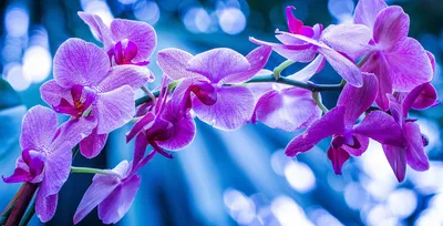 Бело - фиолетовые весенние цветы на ветке Обои для рабочего стола 1920x1080