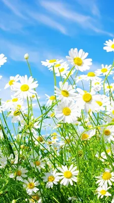Картинки весна на заставку телефона (47 фото) • Прикольные картинки и  позитив | Flowers, Iphone wallpaper, Beautiful nature