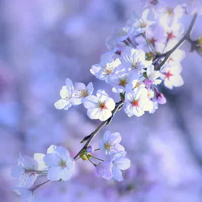 Скачать обои Весна, птицы, ветви, цветы на рабочий стол бесплатные картики  фото заставки для рабочего стола - Природа