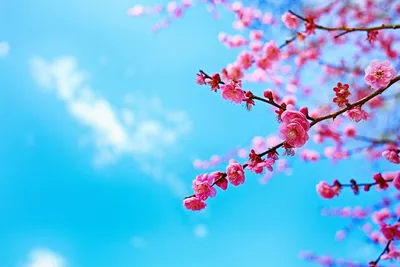 Картинки по запросу обои на рабочий стол весна | Цветущие деревья, Природа,  Картинки