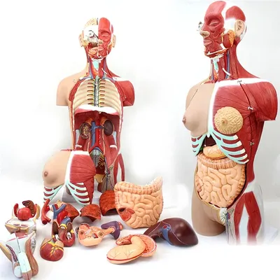 Органы человека: расположение в картинках. Анатомия частей тела