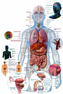 Тест на внимательность: угадай 5 внутренних органов по картинке | Доктор  Питер | Дзен