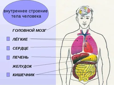 человеческие органы пять внутренних органов внутренние органы значок вектор  PNG , орган тела, Внутренние органы, Внутренние органы PNG картинки и пнг  рисунок для бесплатной загрузки