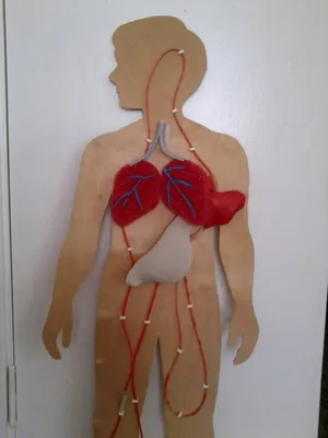 Модель тела человеческого торса, искусственные внутренние органы из ПВХ для  обучения студентам | AliExpress