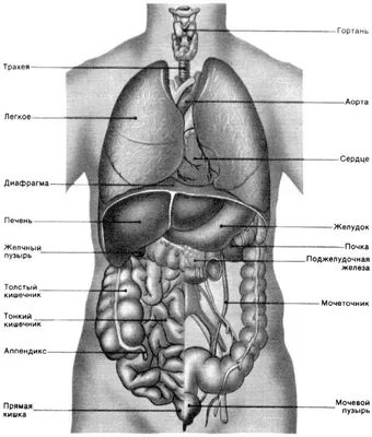 Cтроение человека: внутренние органы, фото с надписями | Анатомия,  Медицина, Анатомия человека