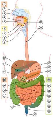 3d Оказанные Медицински Точная Иллюстрация Мальчика Внутренние Органы N —  стоковые фотографии и другие картинки Анатомия - iStock