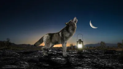Картина на холсте \"Волк воет на луну\"