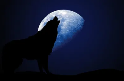 Обои на рабочий стол Волк, воющий на луну, обои для рабочего стола, скачать  обои, обои бесплатно
