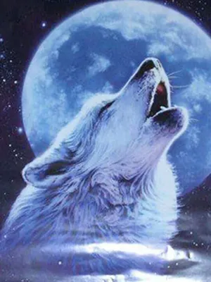 Почему волки воют на луну - Рамблер/субботний