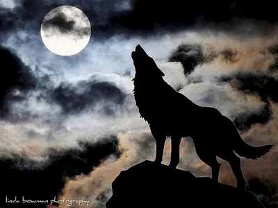 Волк, воющий на луну» в технике сухая пастель: Мастер-Классы в журнале  Ярмарки Мастеров