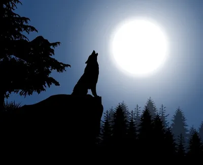 волк воет на луну лого. векторная иллюстрация Иллюстрация вектора -  иллюстрации насчитывающей звероловство, опасность: 223946212