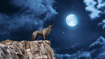 Ночная симфония: зачем волки воют на Луну? | Земляне | Дзен