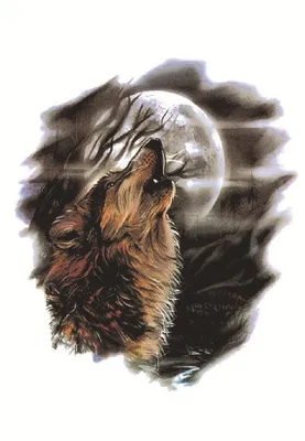 Волк воет на луну иллюстрация штока. иллюстрации насчитывающей концепция -  162541527
