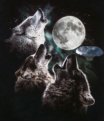 Волк воет на луну по кругу | Премиум Фото