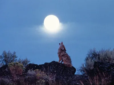 Волк воет на луну - онлайн-пазл