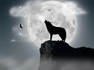Волк воет на луну картинки - 81 фото