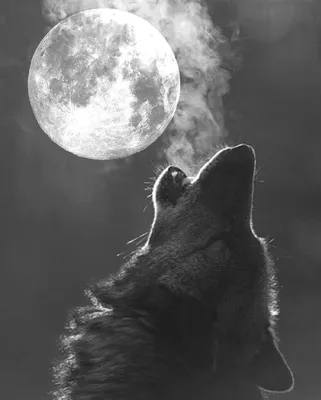 Волк воет на луну | Премиум Фото