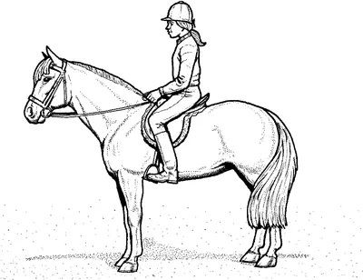 Всадник На Лошади — стоковые фотографии и другие картинки Лошадь - Лошадь,  2015, Бегать - iStock