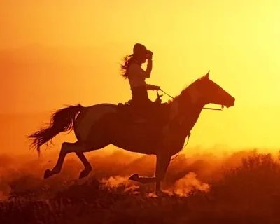 Всадник На Лошади — стоковые фотографии и другие картинки Лошадь - Лошадь,  2015, Бегать - iStock