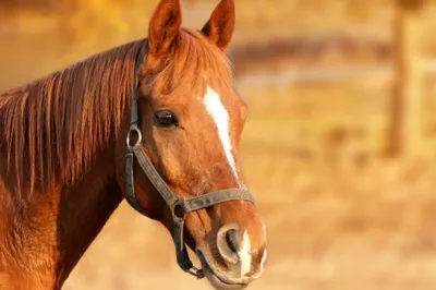 6 лучших пород лошадей для начинающих всадников | e-Feed. Аграрный  маркетплейс. | Дзен