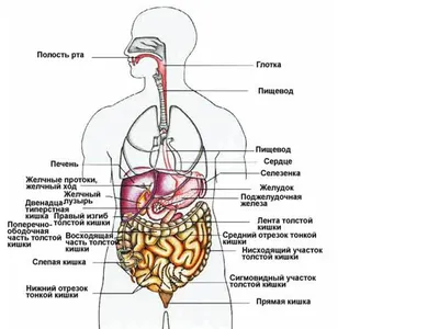 Все Внутренние Органы Самцов Тела — стоковые фотографии и другие картинки  Внутренний орган человека - Внутренний орган человека, Анатомия,  Дыхательная система - iStock