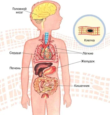 Картинки расположение органов человека