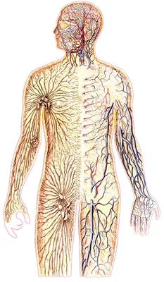 45 см демонтаж 16 частей человеческого тела, анатомическая модель для  медиков тела и тела, инструменты для обучения анатомии | AliExpress