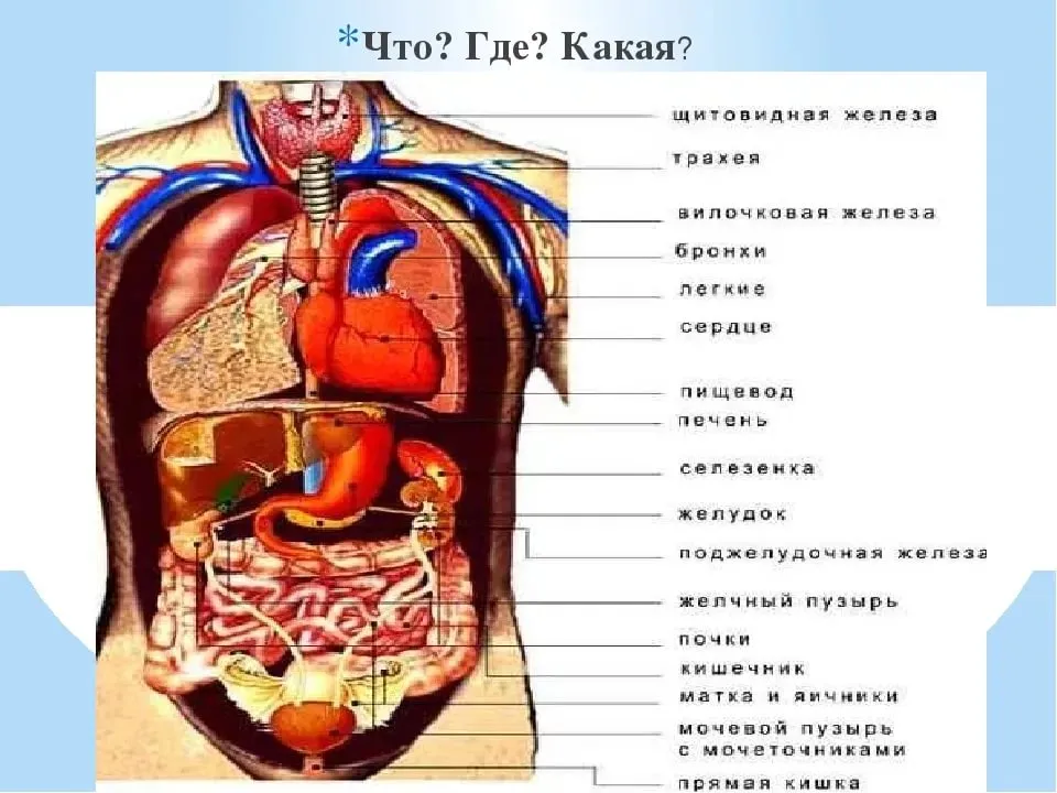 Органы человека схема с названиями и фото. Строение внутренних органов человека слева спереди. Строение человека внутренние органы мужчины спереди.
