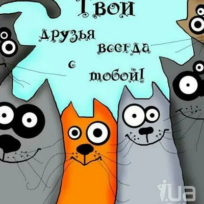Кошек прикольные на аватарку - картинки и фото koshka.top