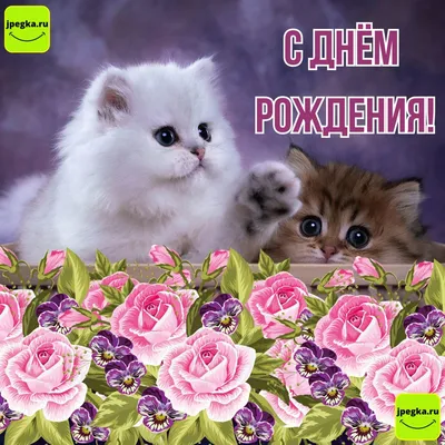 Прикольные картинки \"С Днем Рождения!\" для женщины (234 шт.)