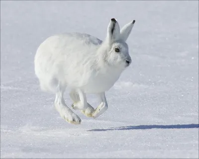 Bunny / красивые картинки :: заяц :: Anirysel :: art (арт) / картинки,  гифки, прикольные комиксы, интересные статьи по теме.