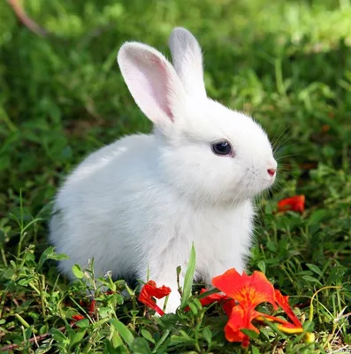 6 отличий зайца от кролика. | Природа и не только | Дзен