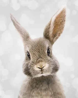 Скачать 540x960 Кролик, заяц, трава, солнечный свет обои, картинки Android  HTC Sensation 540x960 | Кролик, Детеныши животных, Животные