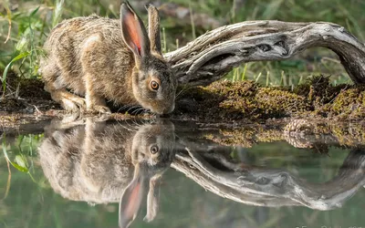 Заяц бурый - Фотографии диких и лесных зверей - Животные и звери