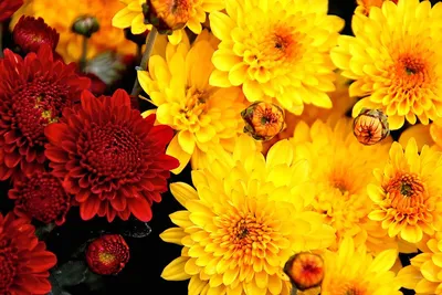 Удивительные картинки на рабочий стол Желтые розы - подборка