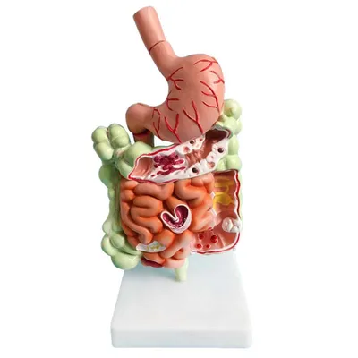 желудок картинки пищевод анатомия: 2 тыс изображений найдено в Яндекс  Картинках в 2023 г | Картинки, Анатомия