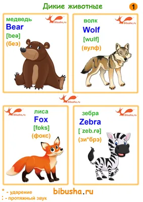 Животные на английском языке в картинках с переводом и транскрипцией для  детей и взрослых/ Английский онлайн | Английский язык, Язык, Английский