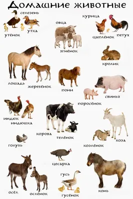 134 Бесплатных Картинок Животные для Обучения на Английском | PDF