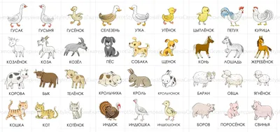 21 Бесплатная Карточка Животные африки на Английском | PDF