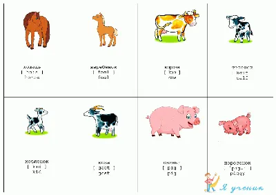 10 Бесплатных Карточек Домашние животные на Английском | PDF