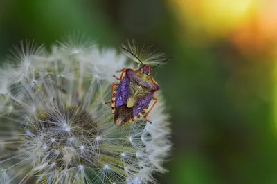 Одуванчик | Bee, Insects