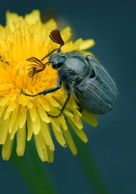 Майский жук | Снято на NIkon D600 + AF Micro-Nikkor 105mm f/… | Александр  Ивницкий | Flickr