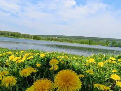 Одуванчик | Одуванчик