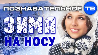 Коты и снег: зима на носу, пушистые ♥ | Жена Звездочета | Дзен